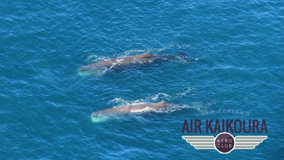 Enjoy breath-taking views along the spectacular Kaikoura coastline while flying into the home of whales, dolphins and other marine life.

Fly with New Zealand's longest running most experienced marine flight operator!